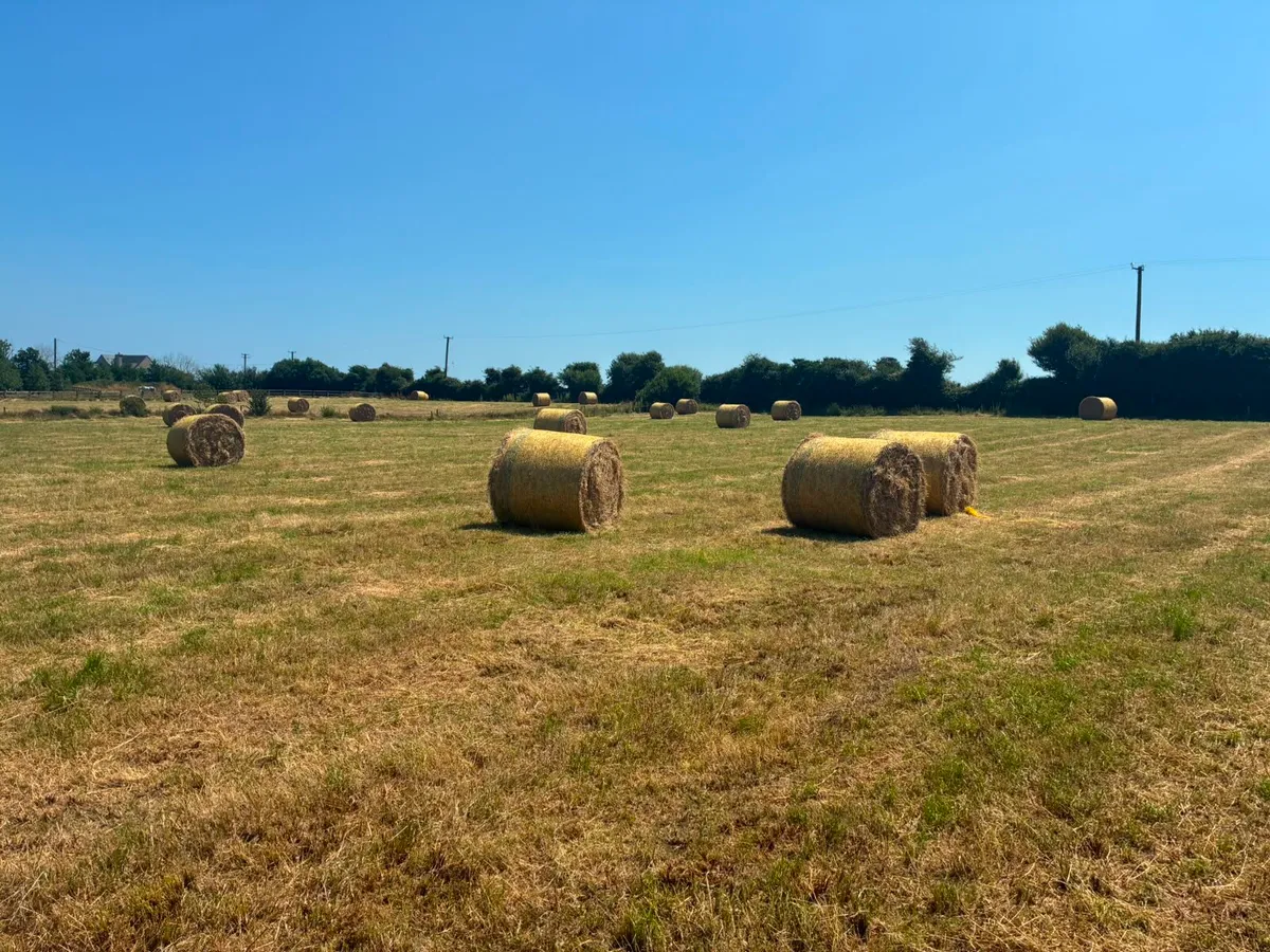 Top Quality Hay - Image 1