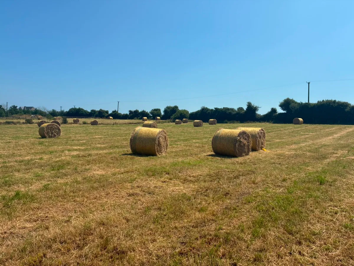 Top Quality Hay - Image 2