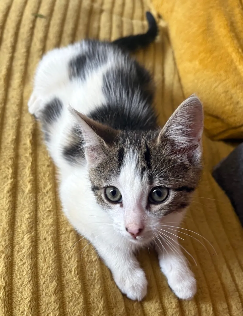 Kitten - Image 1