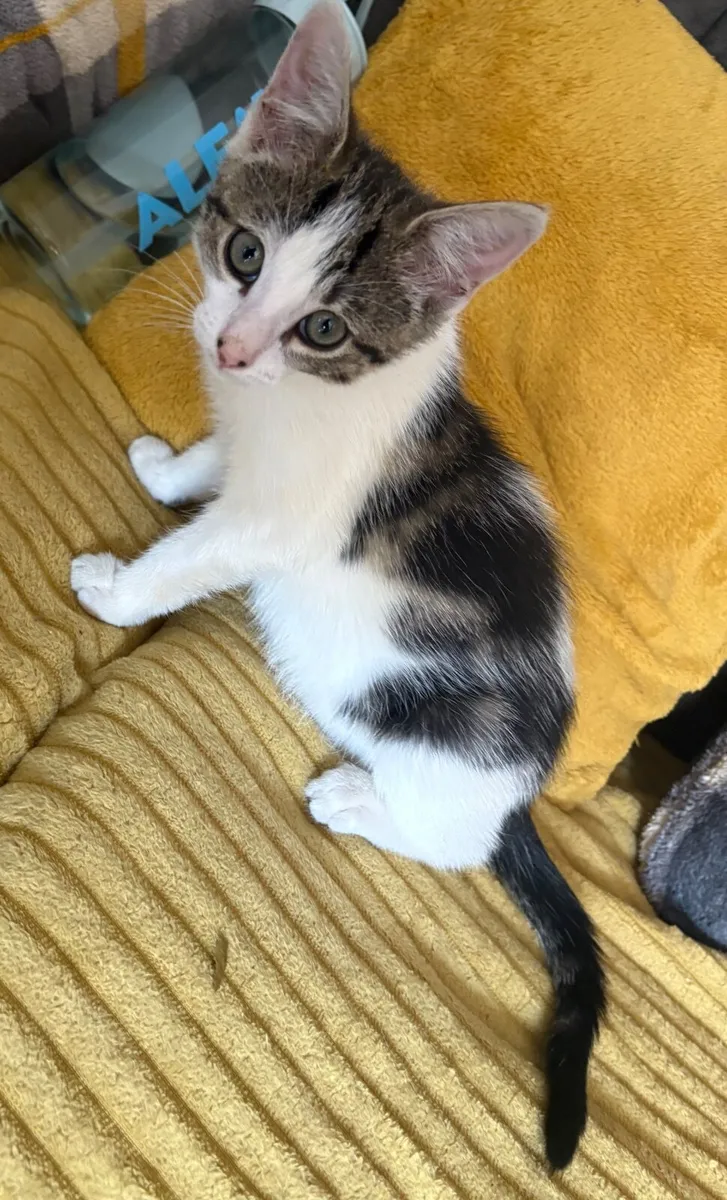 Kitten - Image 2