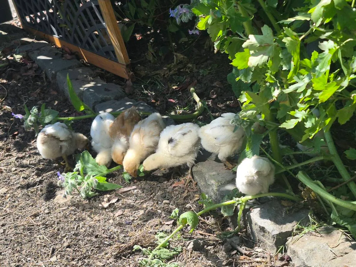 Pure breed off heat chicks - Image 1