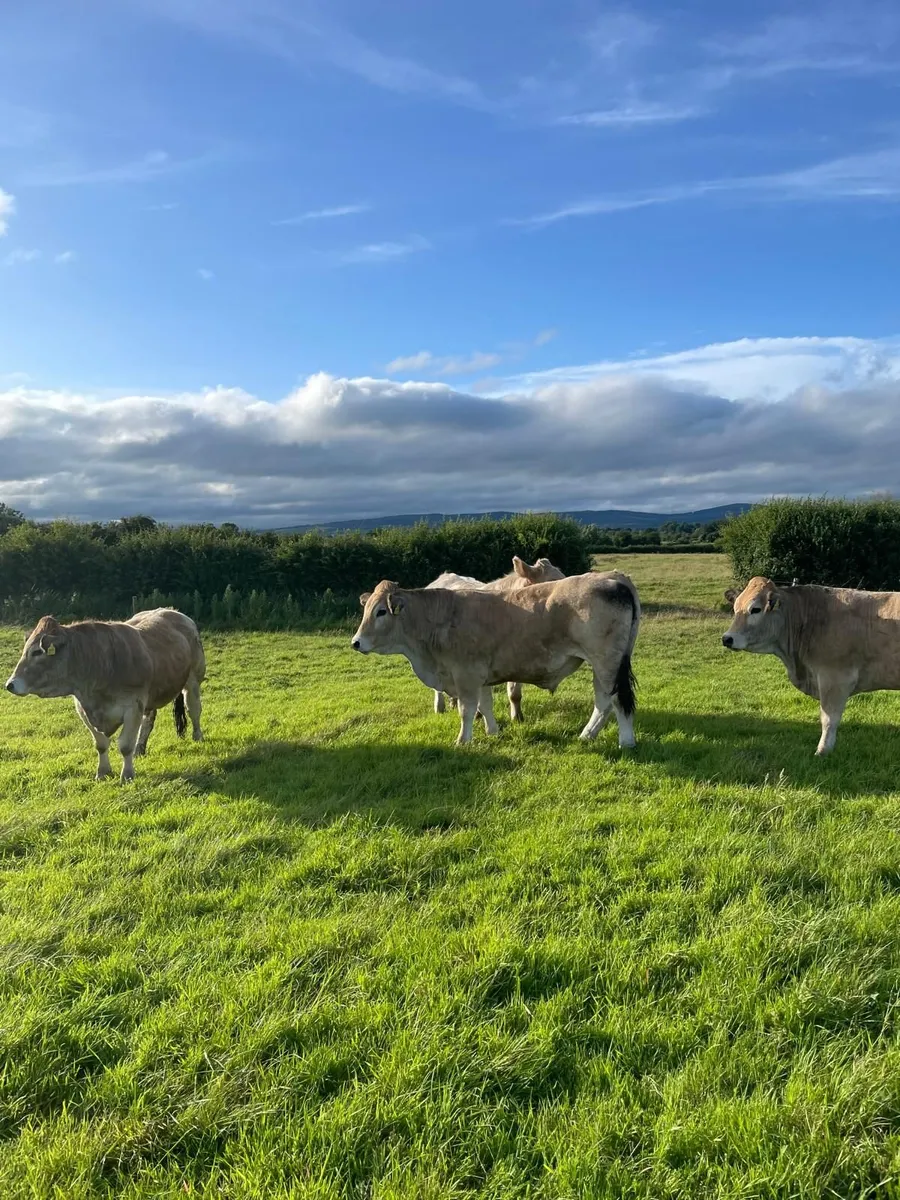 Organic Bullocks for Sale - Image 2