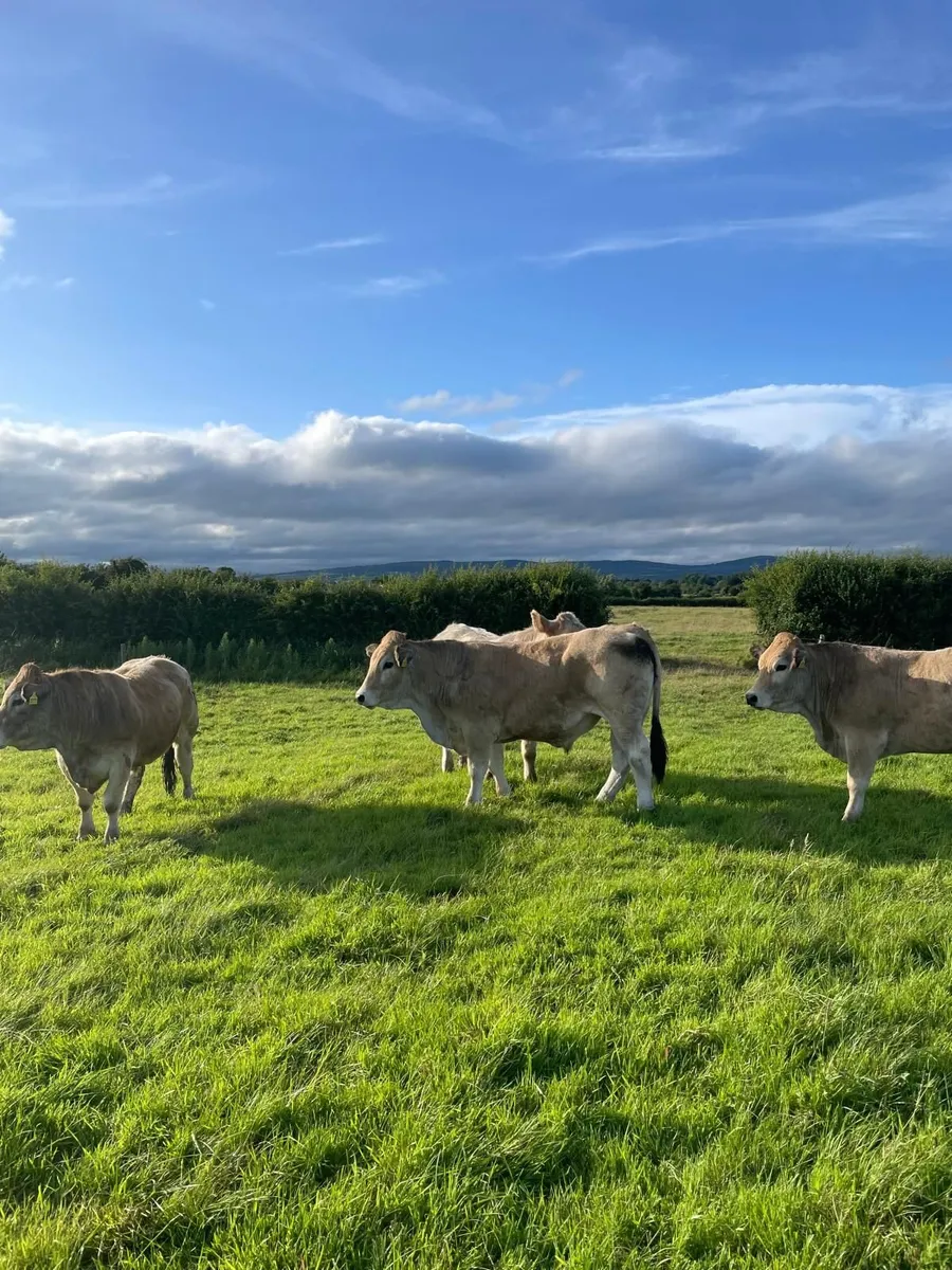 Organic Bullocks for Sale - Image 1