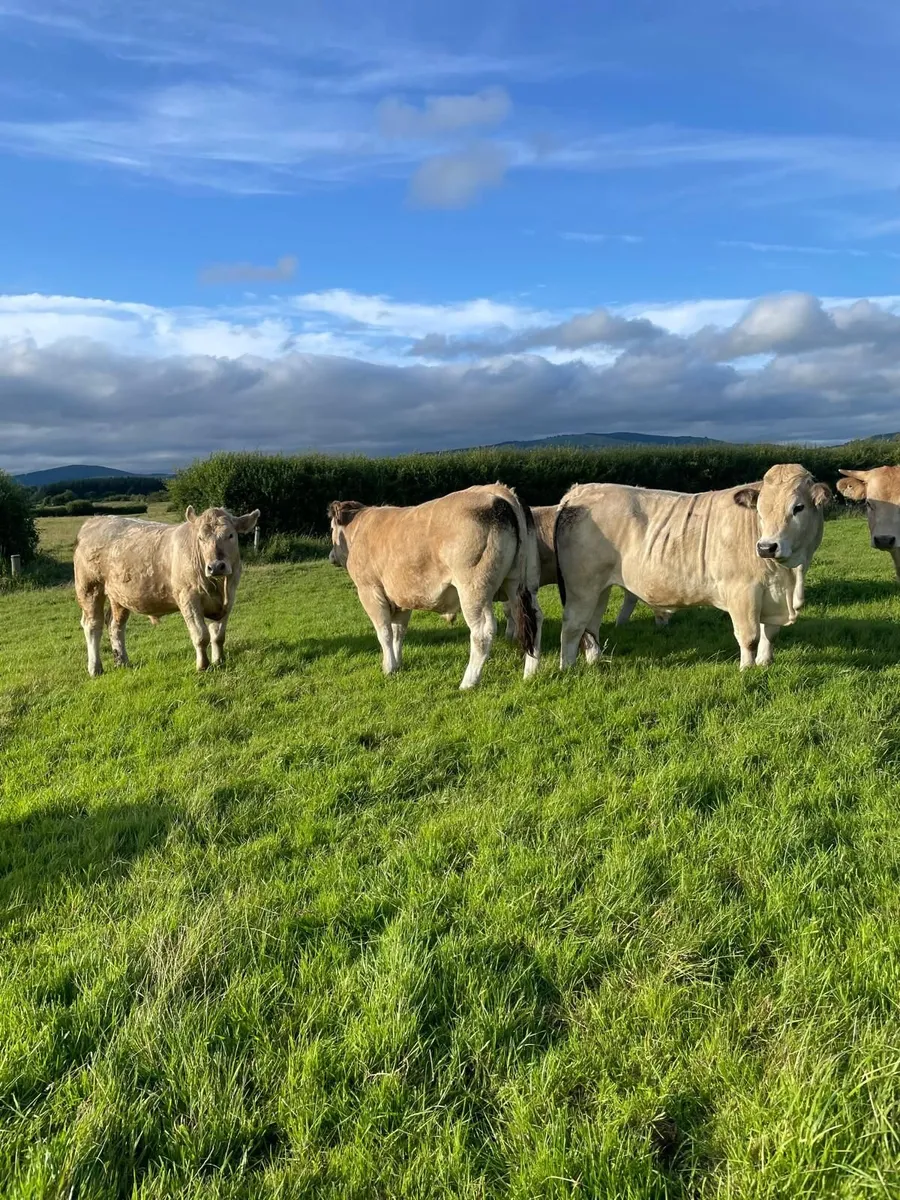 Organic Bullocks for Sale - Image 3