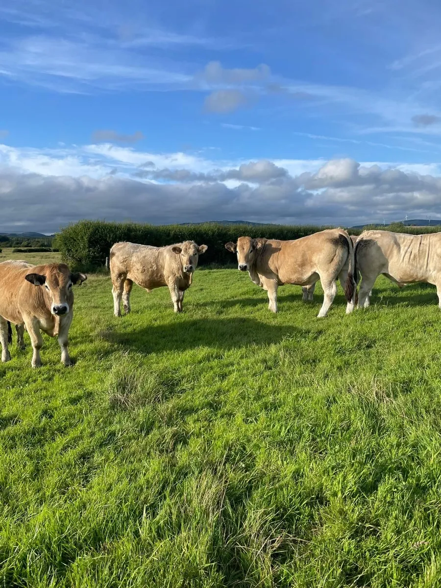 Organic Bullocks for Sale - Image 4