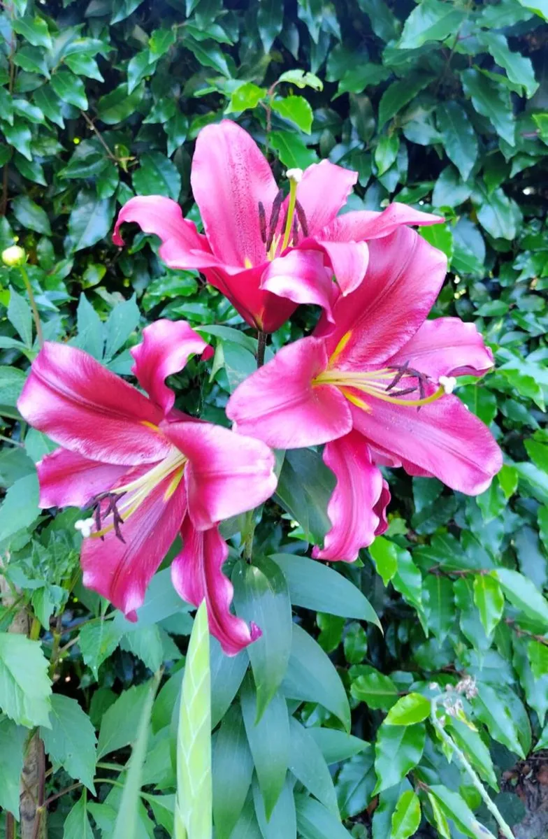 Touchstone Tree Lily SALE