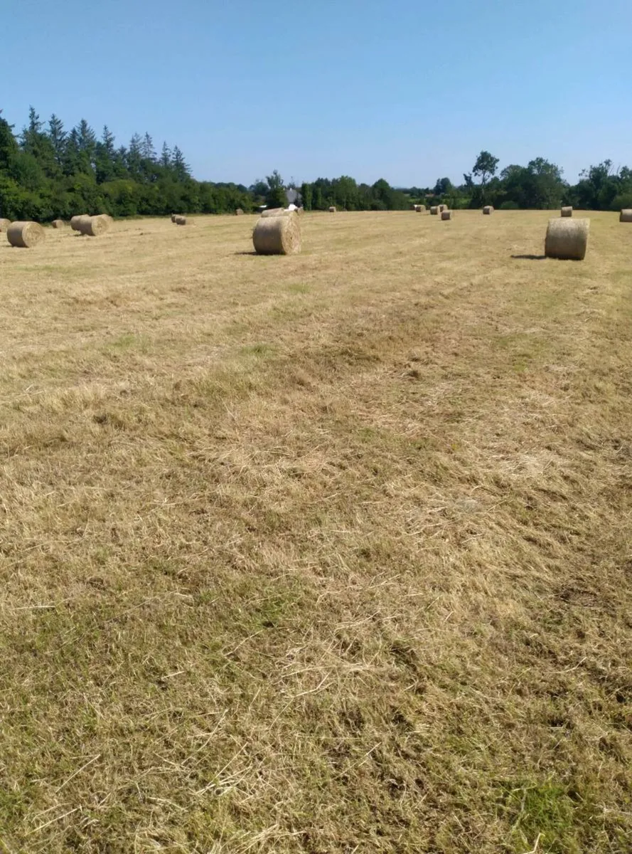 Round bales of hay - Image 1