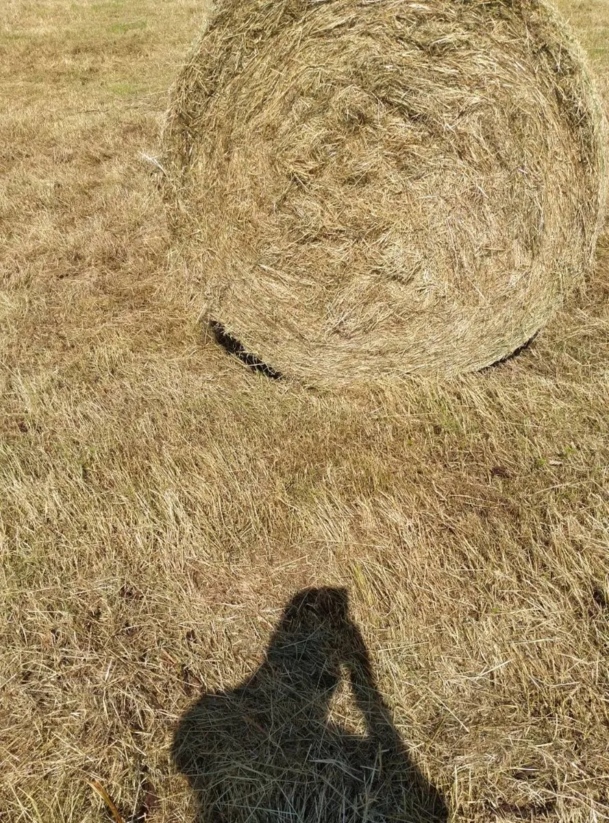 Round bales of hay - Image 2