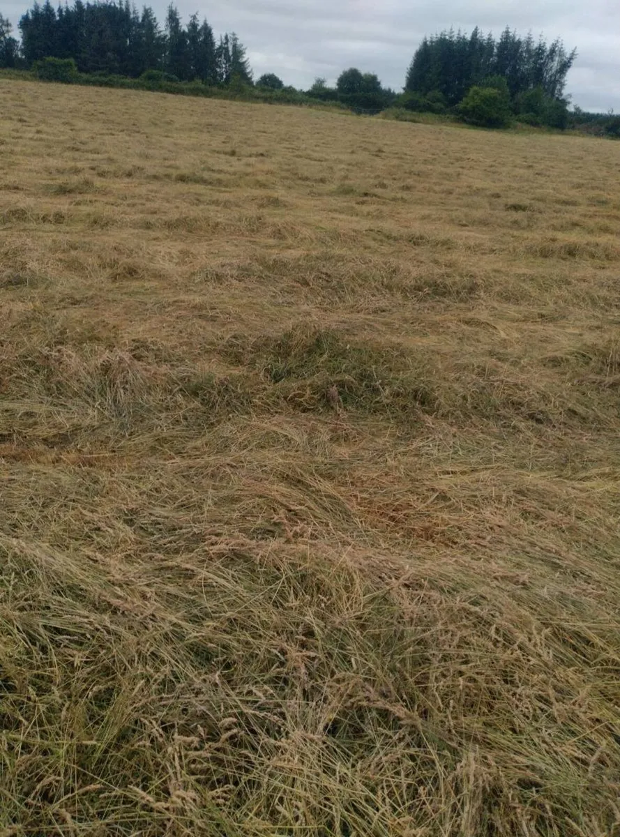 Round bales of hay - Image 3