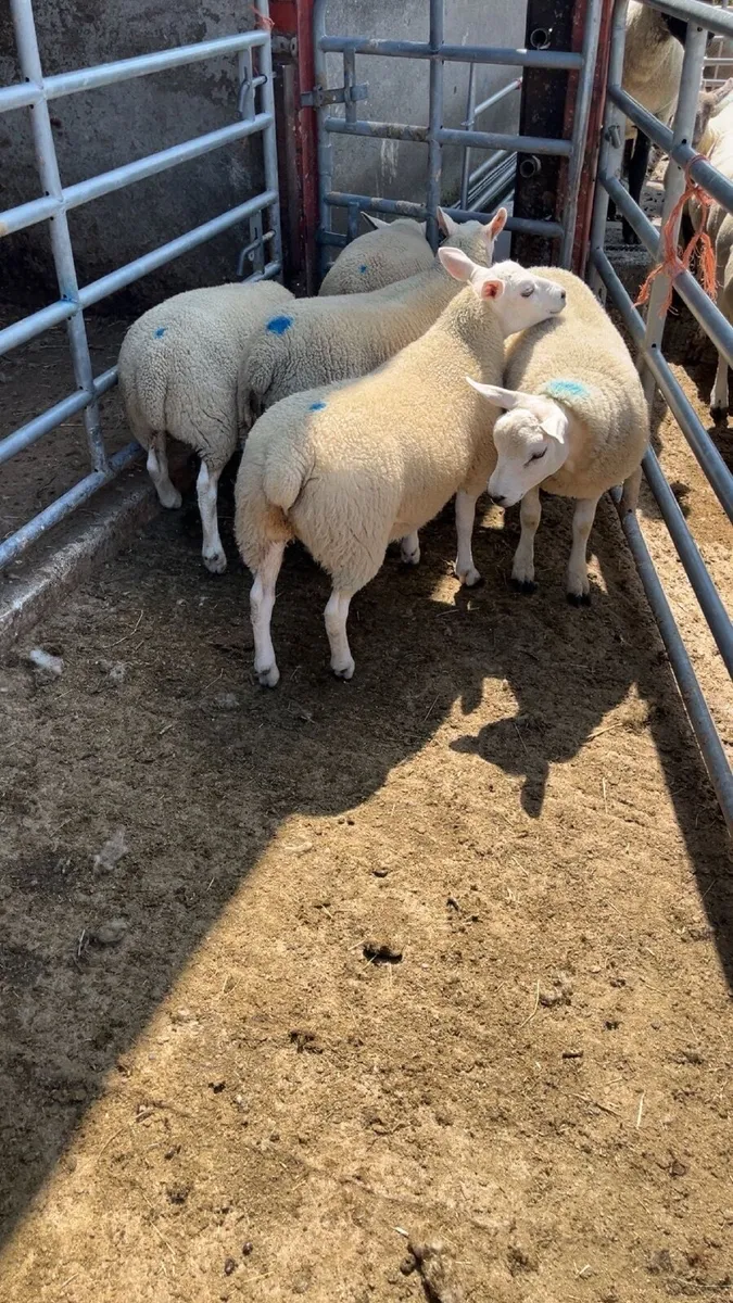 Ewe Lambs - Image 2