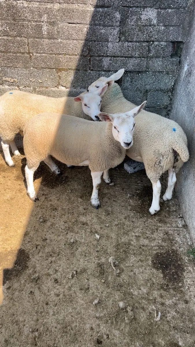Ewe Lambs - Image 1