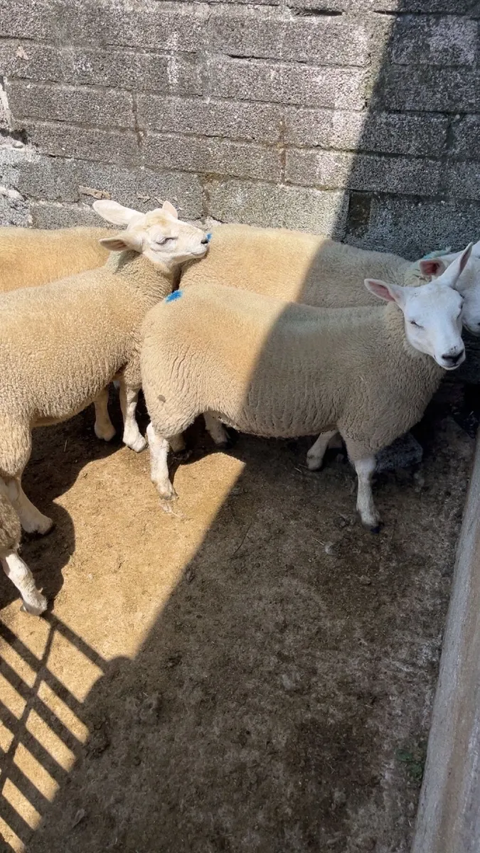 Ewe Lambs - Image 3