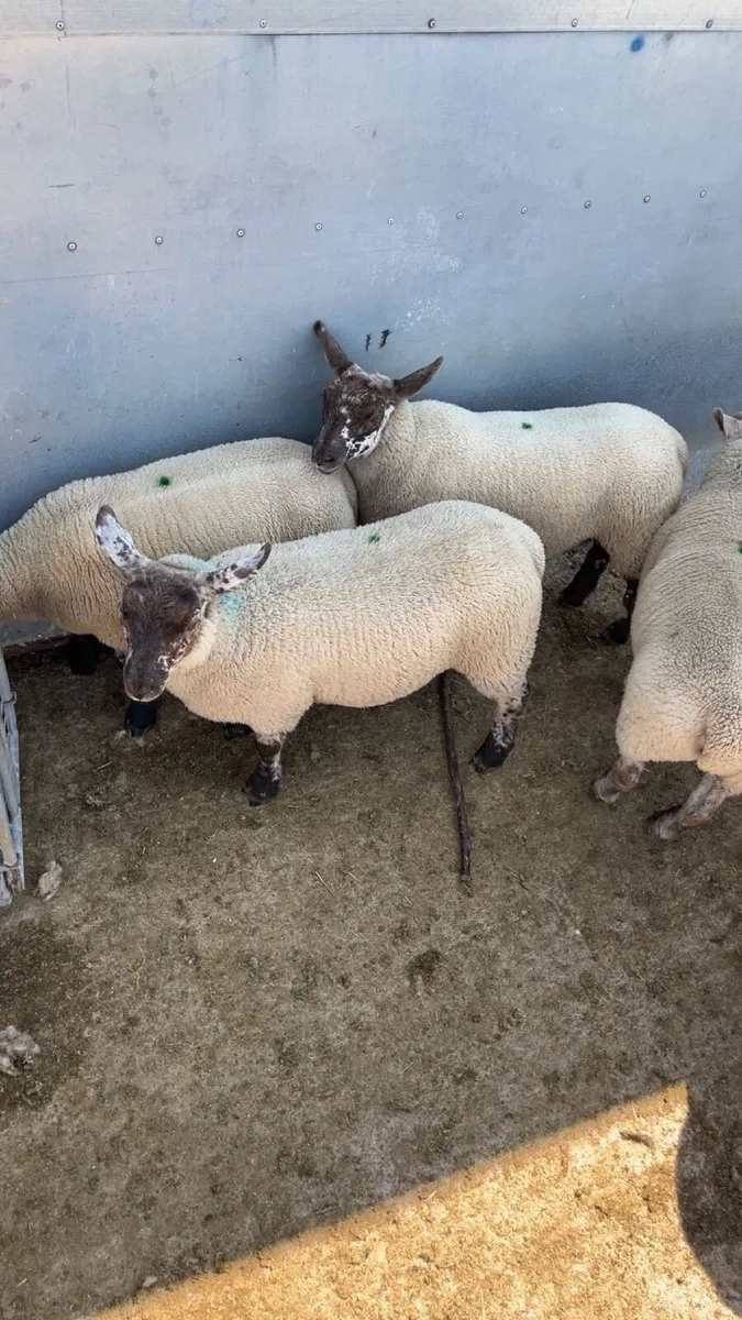 Ewe Lambs - Image 4