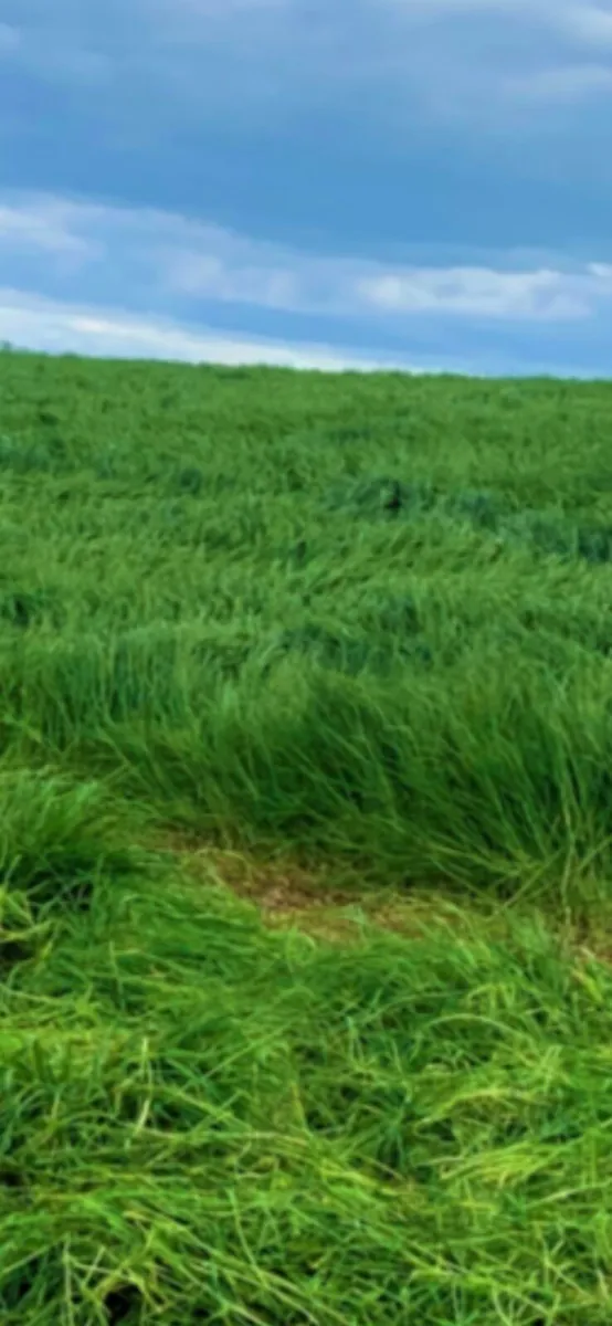 Silage
