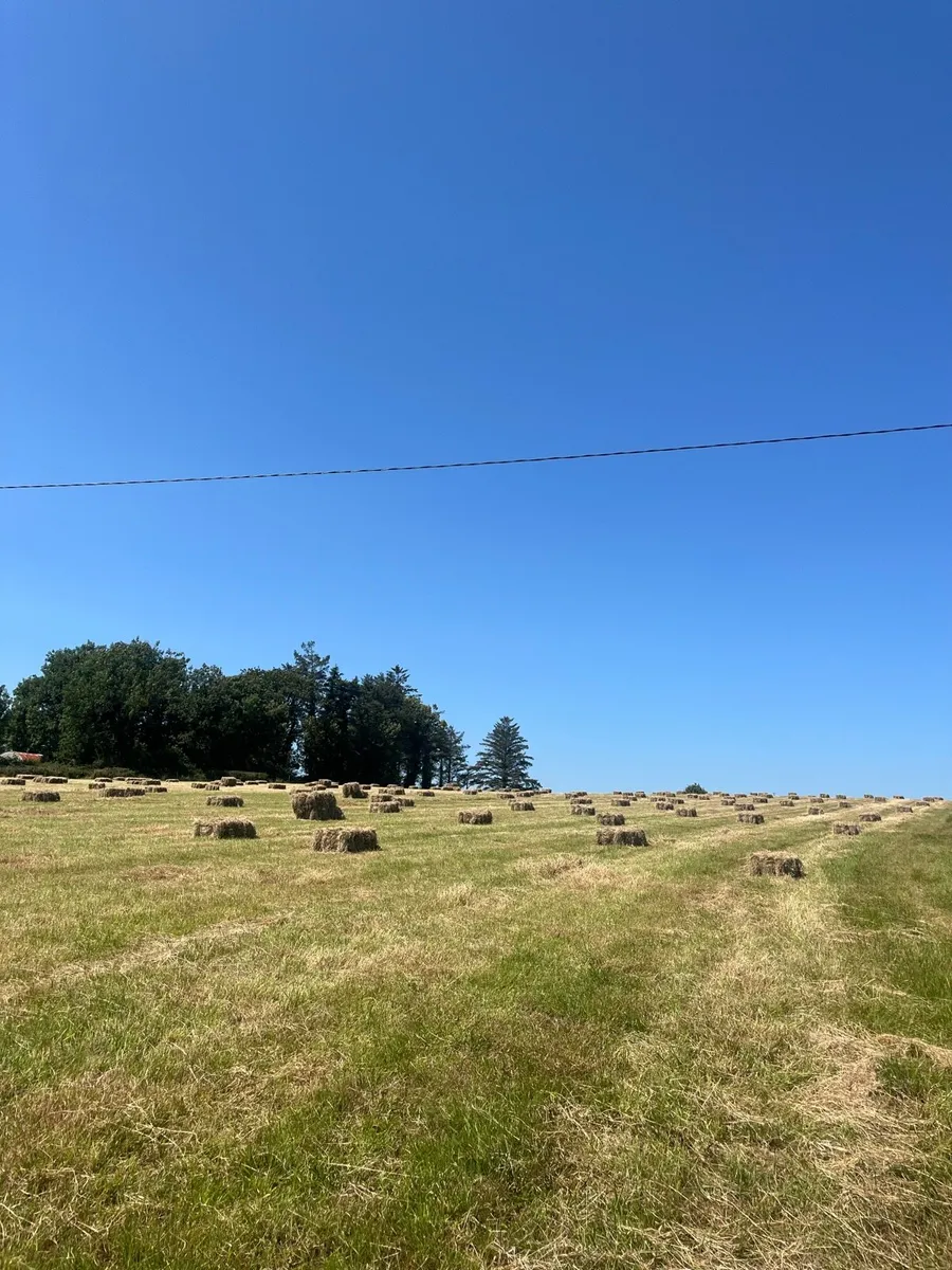 Organic square bales of Hay - Image 1