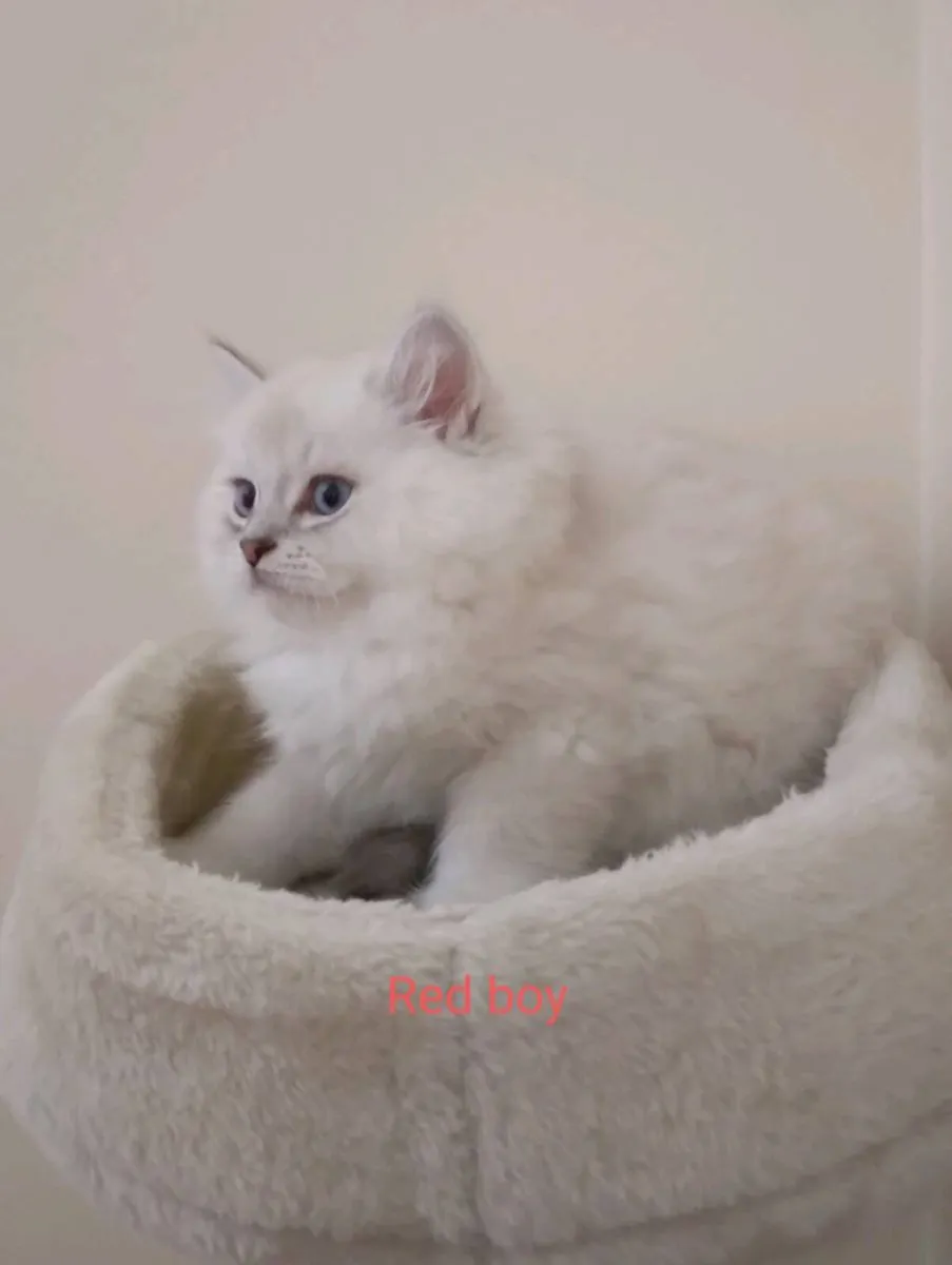Purebred Ragdoll Kittens - last boy and girl - Image 3