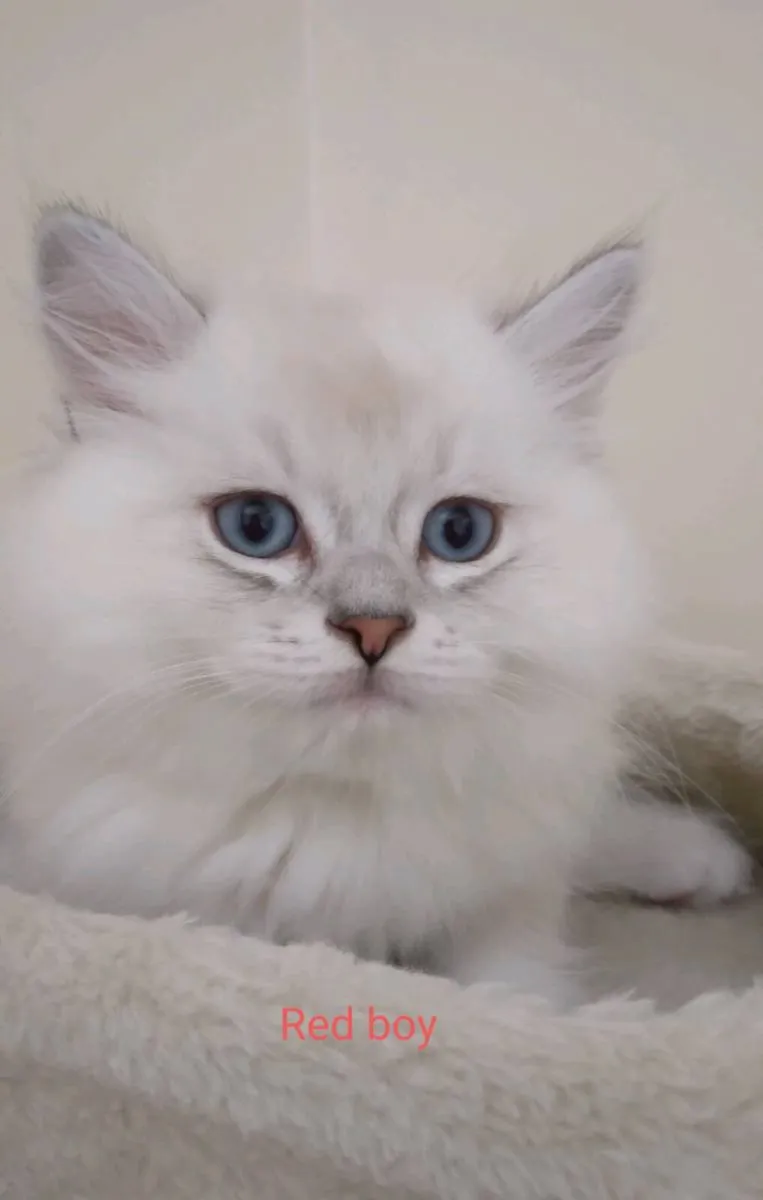Purebred Ragdoll Kittens - last boy and girl - Image 1