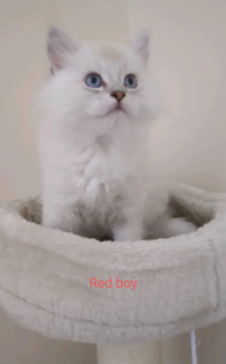 Purebred Ragdoll Kittens - last boy and girl - Image 2