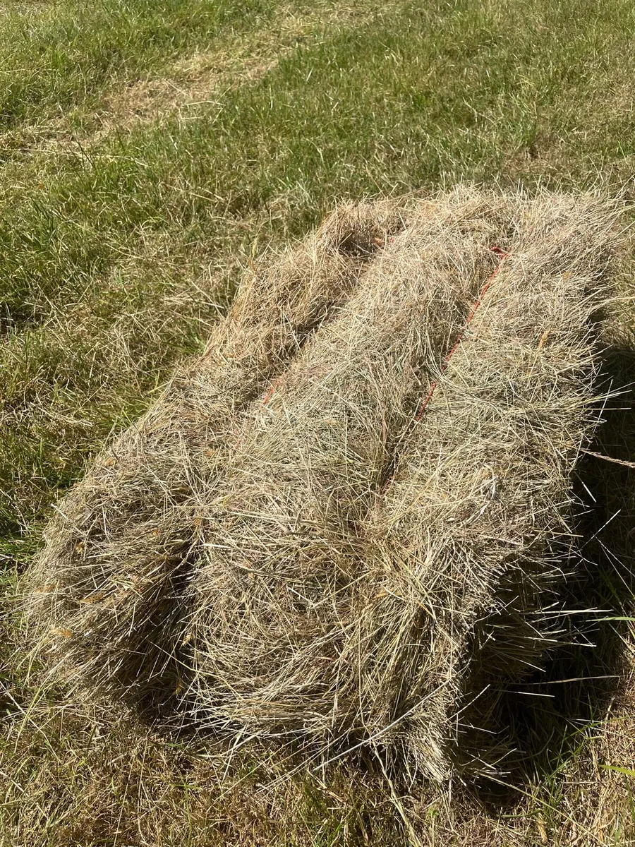 Organic square bales of Hay - Image 2