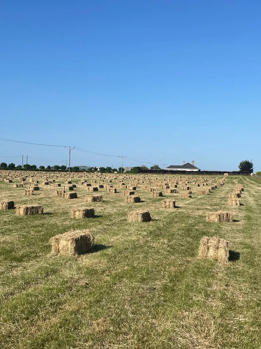 Square bales of Hay - Image 1