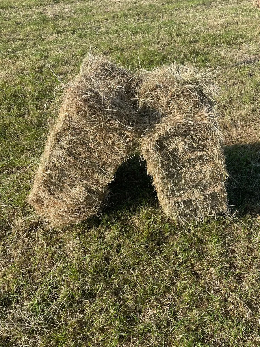 Square bales of Hay - Image 2