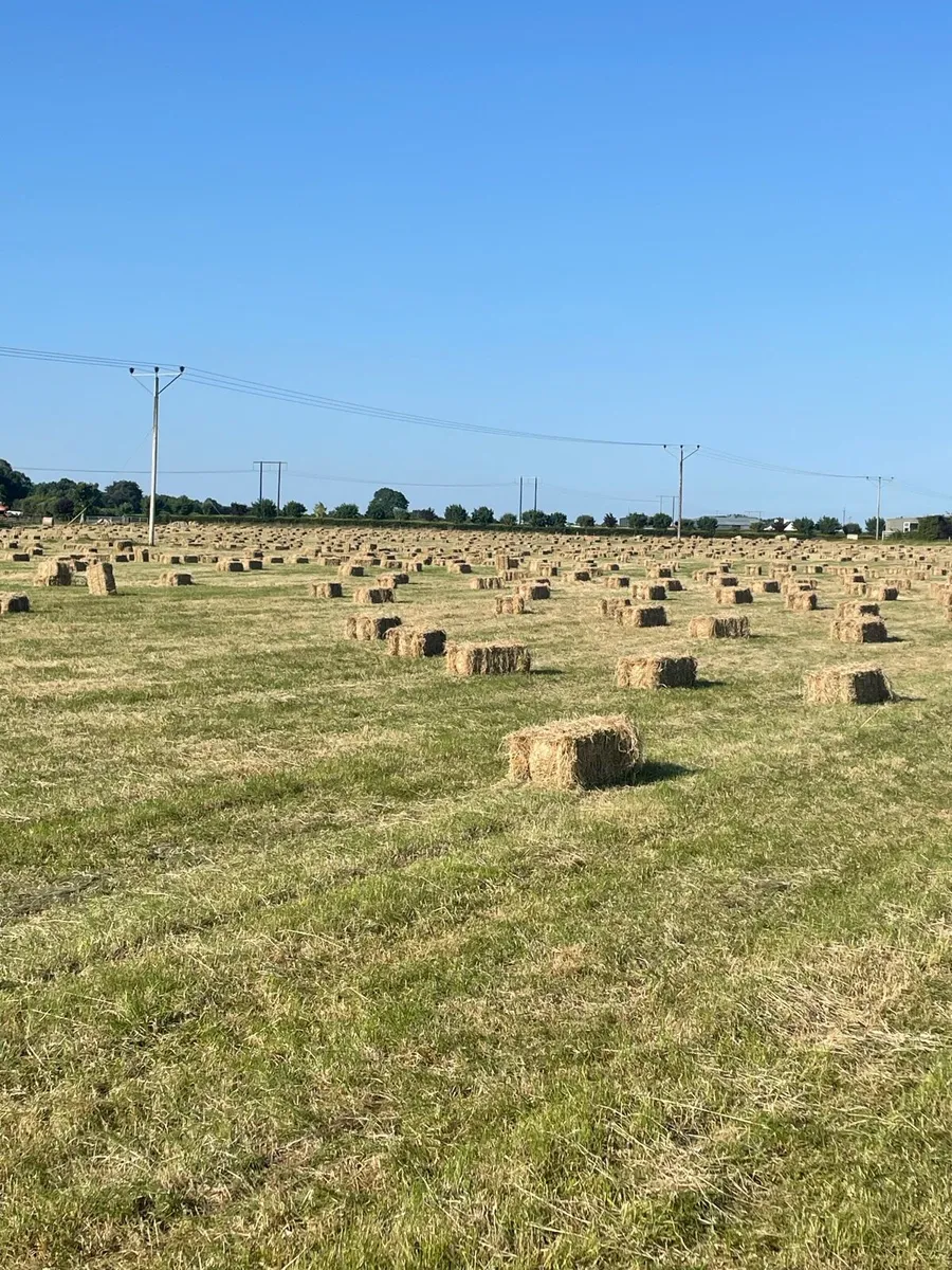 Square bales of Hay - Image 3