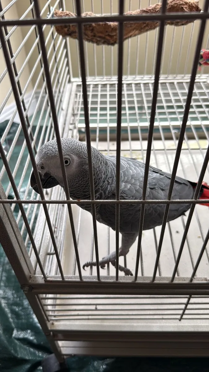 African Grey Parrot - Image 1