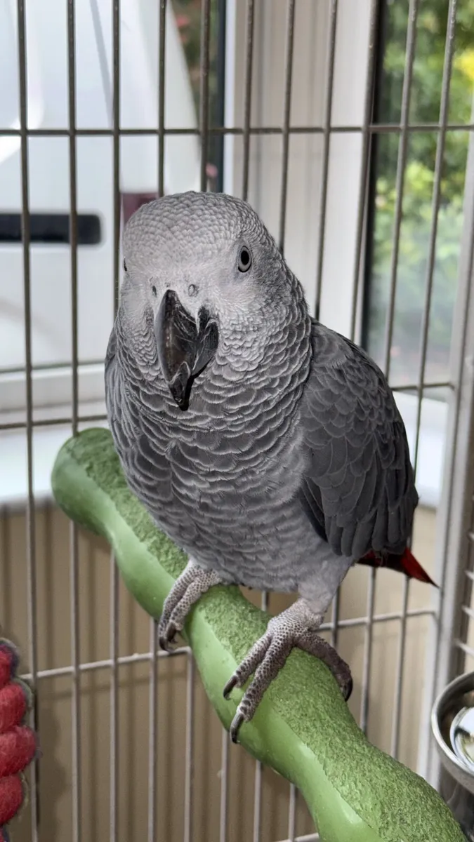 African Grey Parrot - Image 2