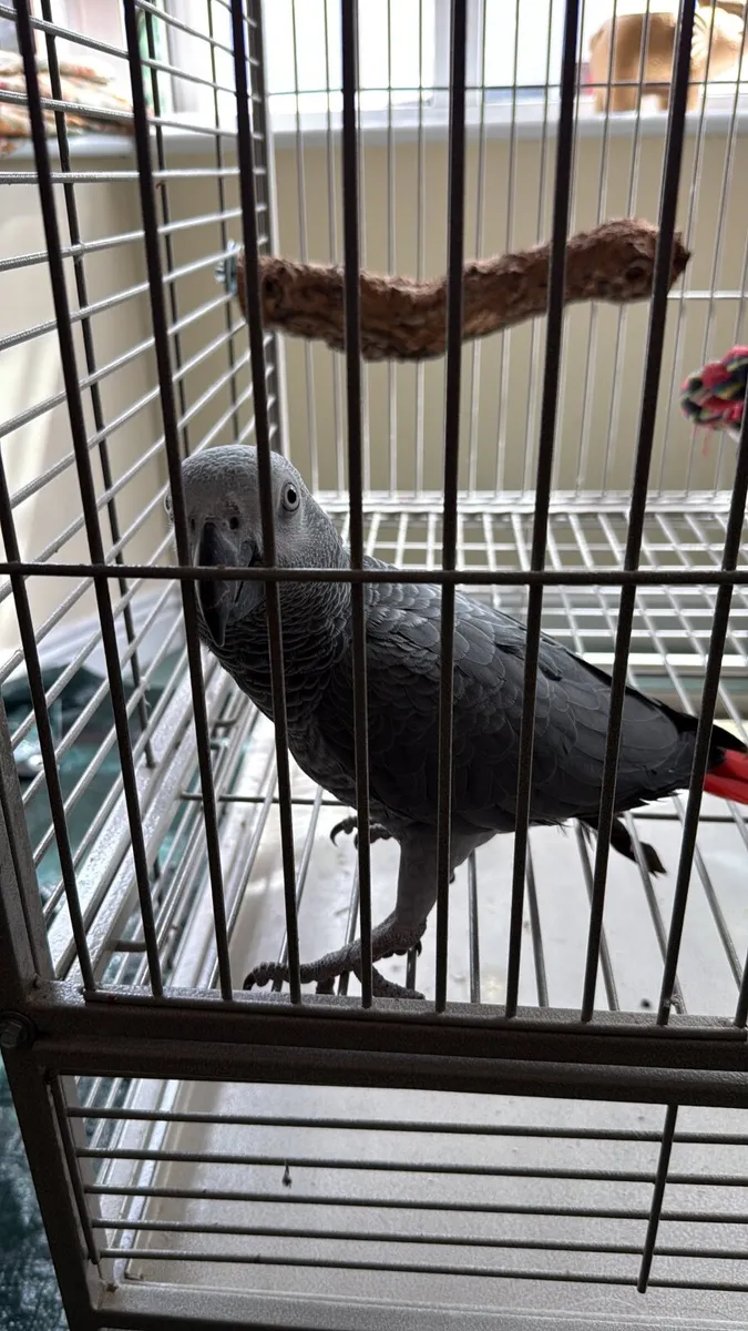 African Grey Parrot - Image 3