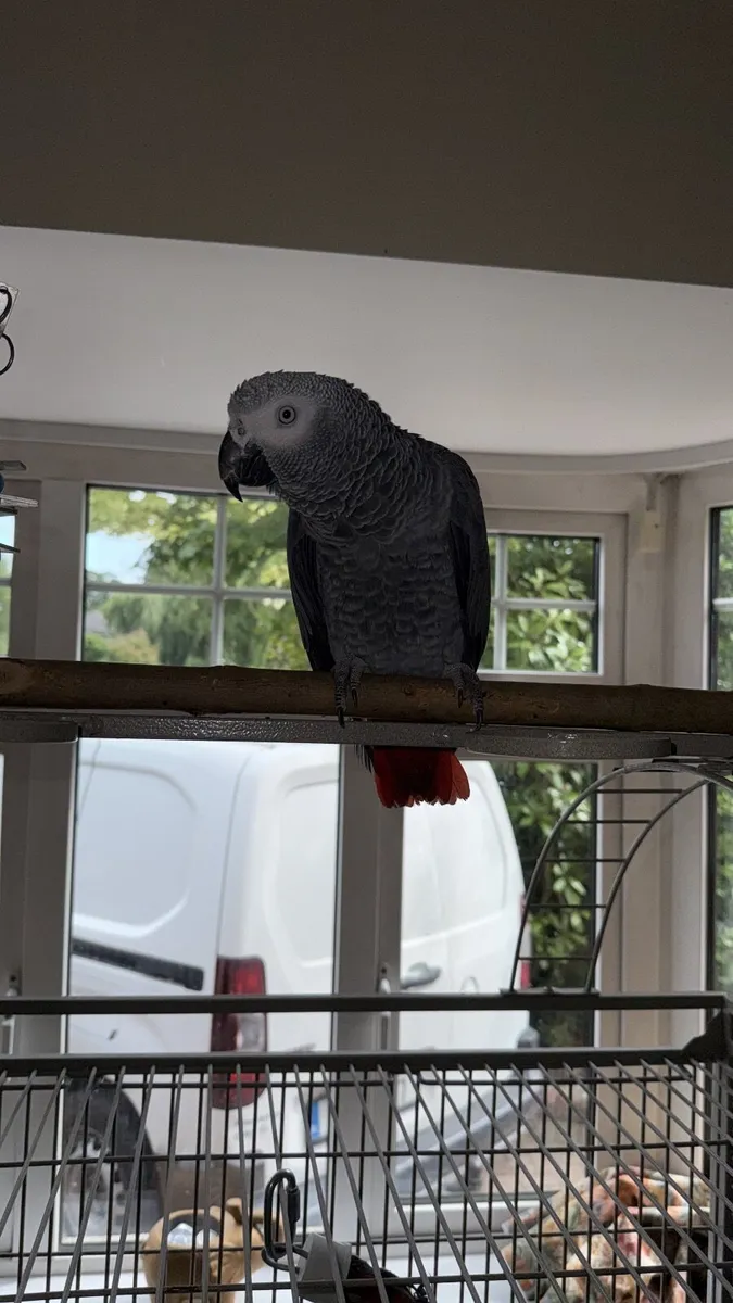 African Grey Parrot - Image 4