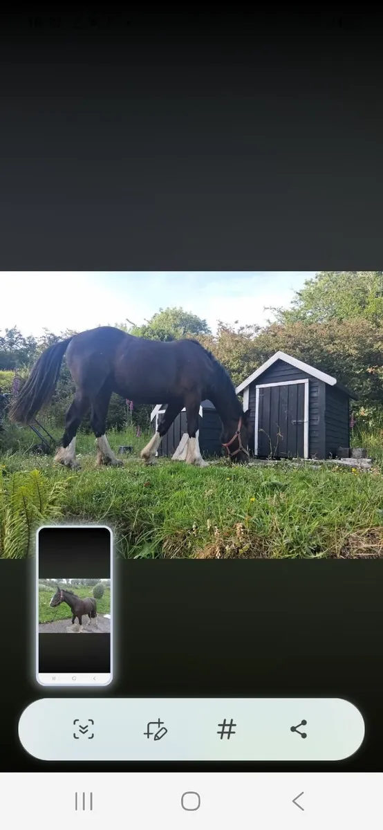 2Yr Old Filly Cob - Image 2