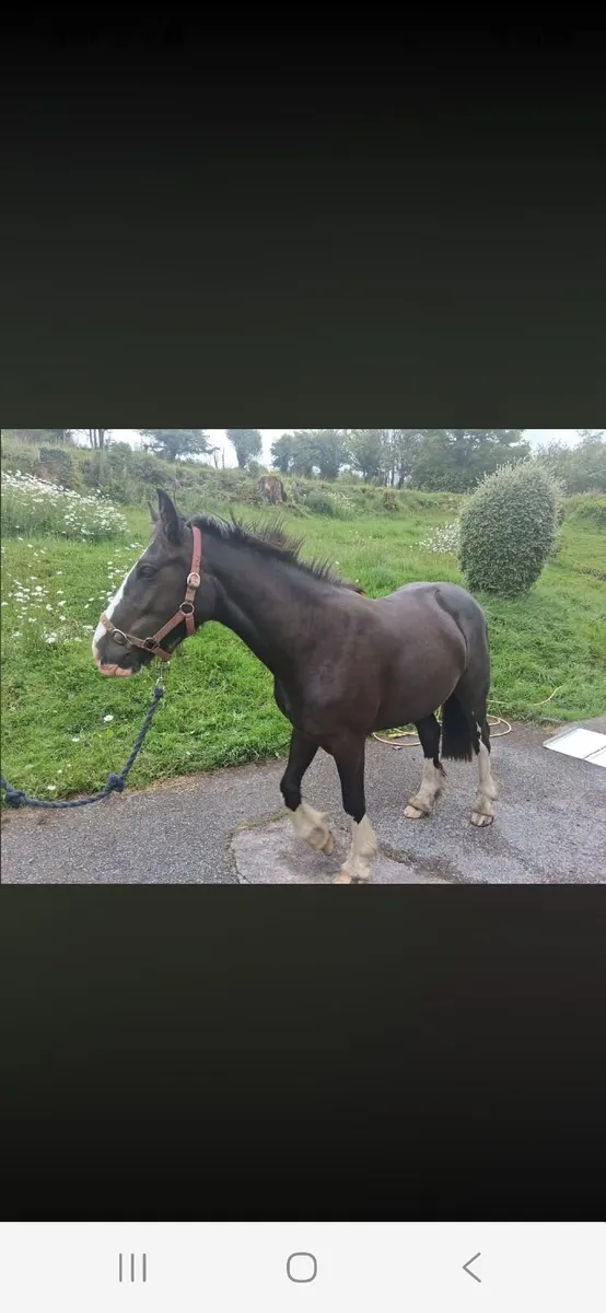 2Yr Old Filly Cob - Image 3