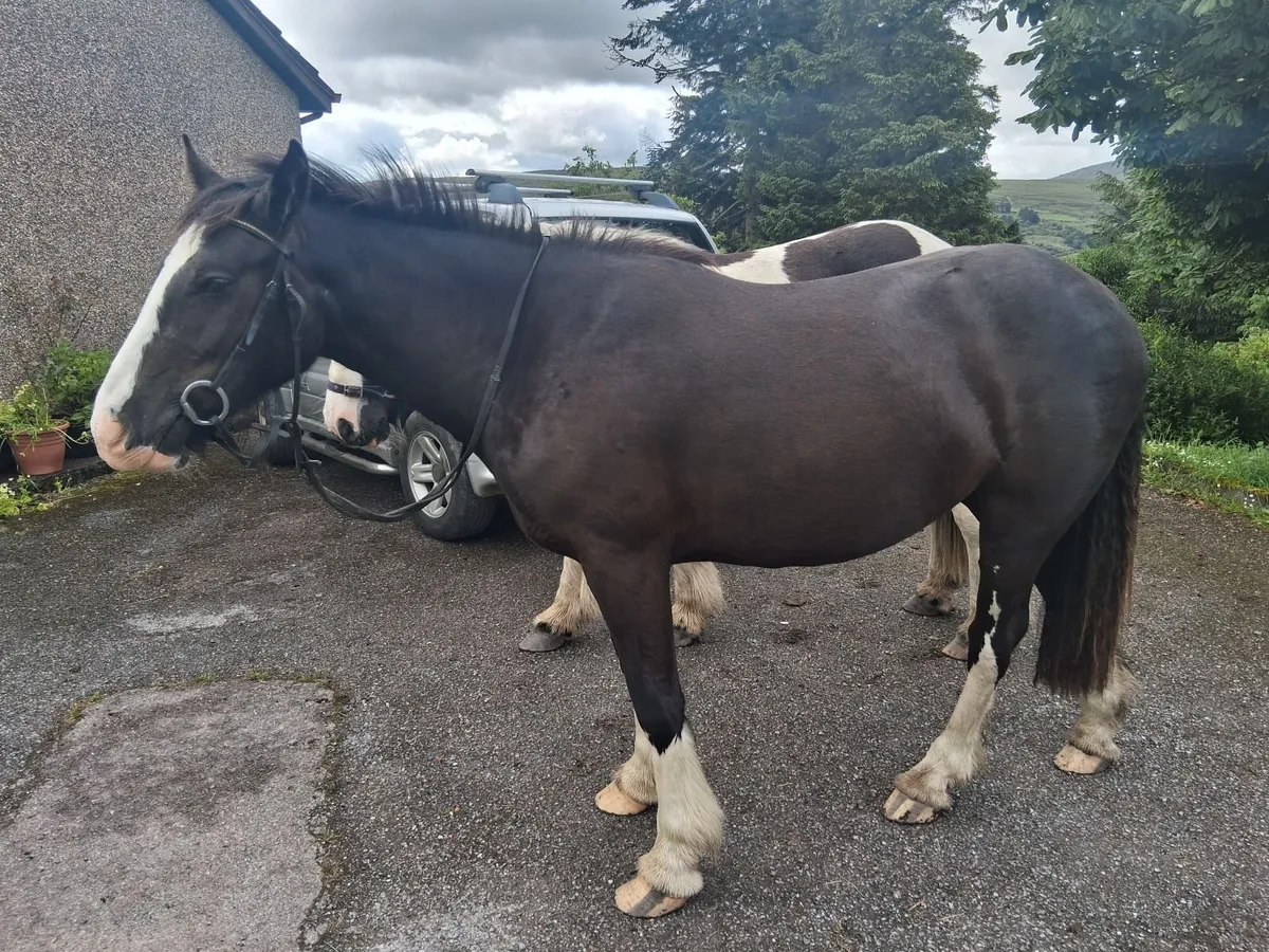 2Yr Old Filly Cob - Image 4
