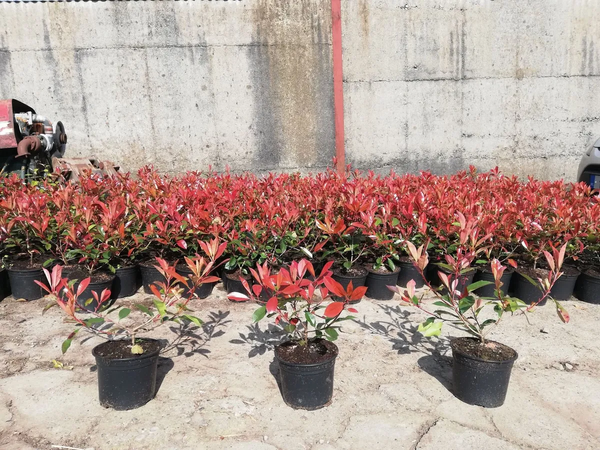 Red Robin Hedging - Image 1