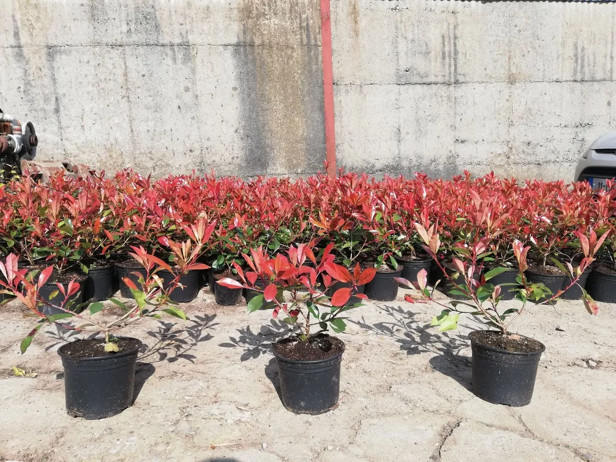Red Robin Hedging - Image 2
