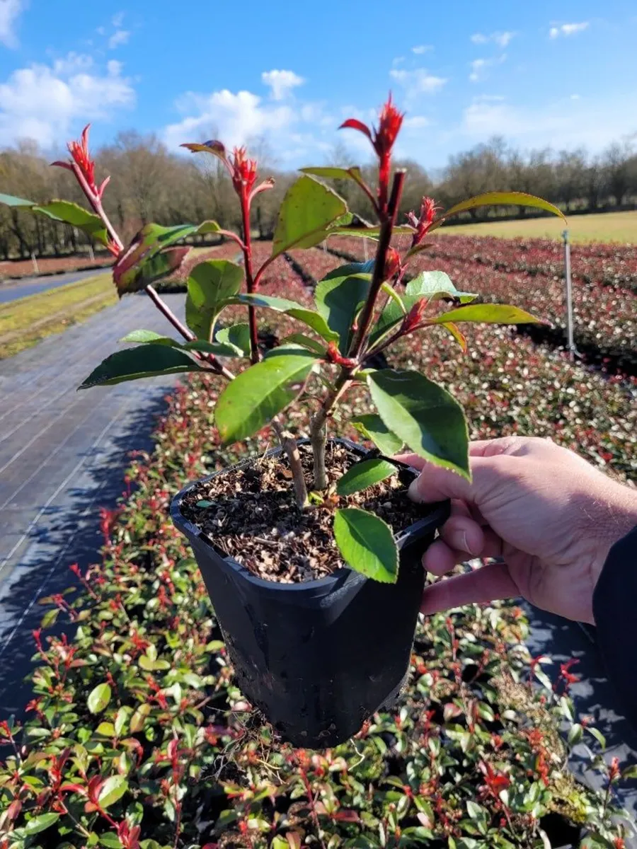 Red Robin Hedging - Image 3