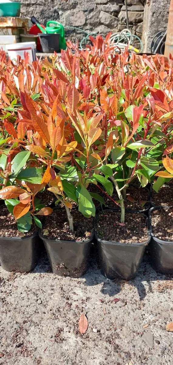 Red Robin Hedging - Image 1