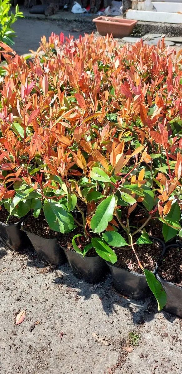 Red Robin Hedging - Image 2