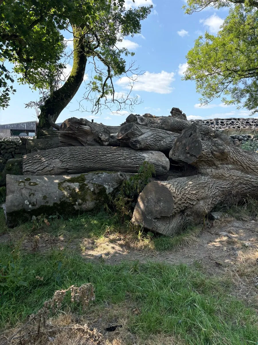 Large logs - Image 1
