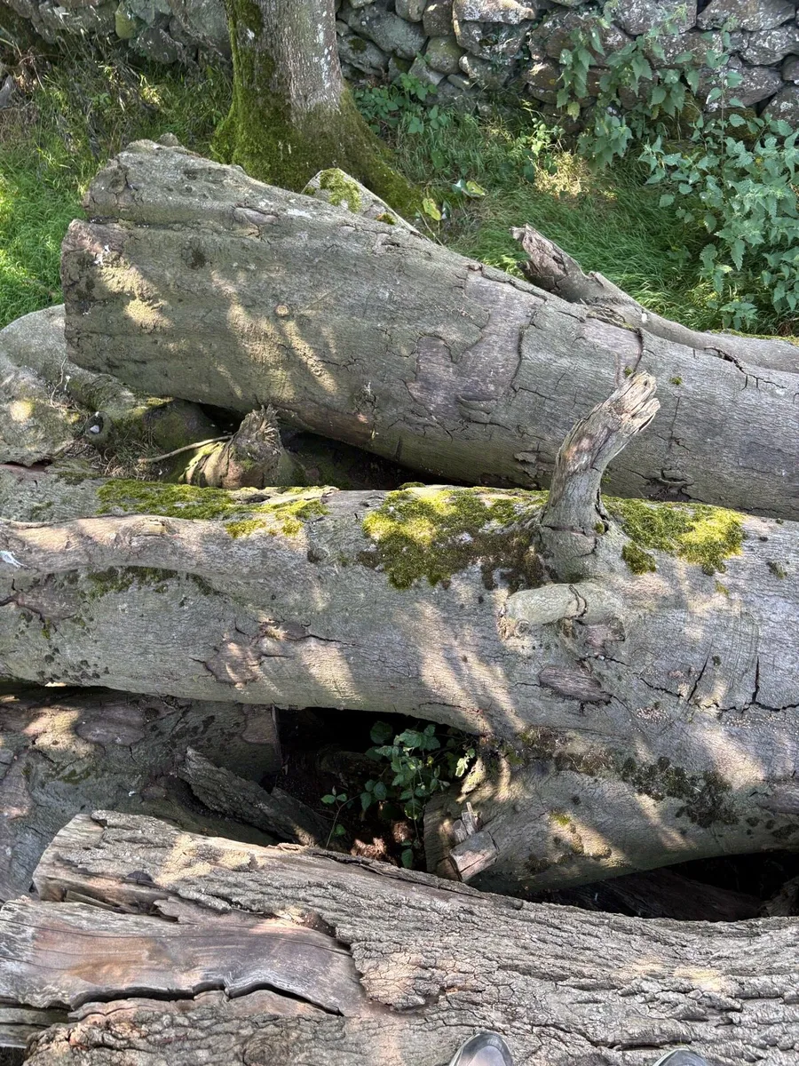 Large logs - Image 2
