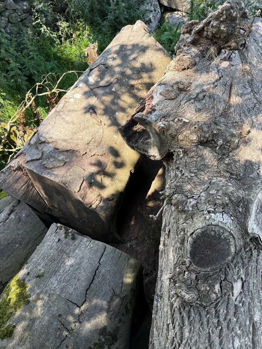 Large logs - Image 3