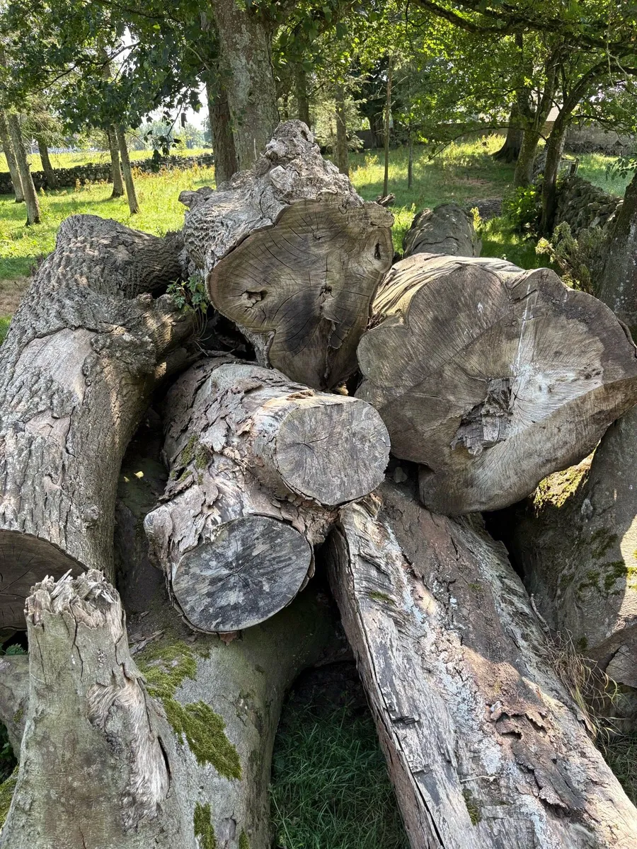 Large logs - Image 4
