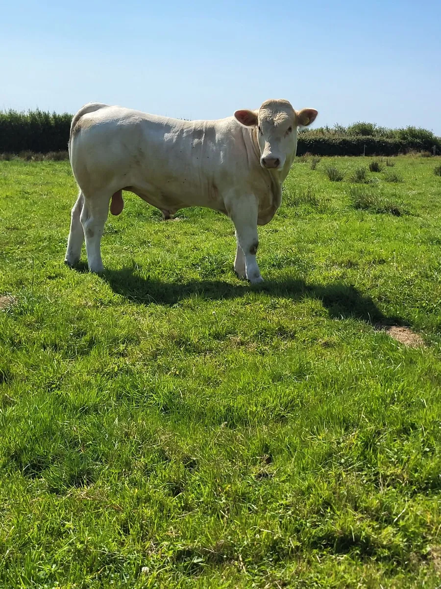 Charolais bull for sale - Image 1