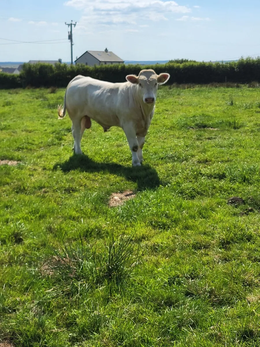 Charolais bull for sale - Image 2