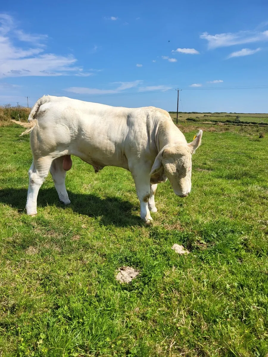 Charolais bull for sale - Image 3