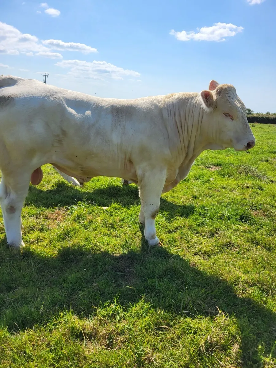 Charolais bull for sale - Image 4