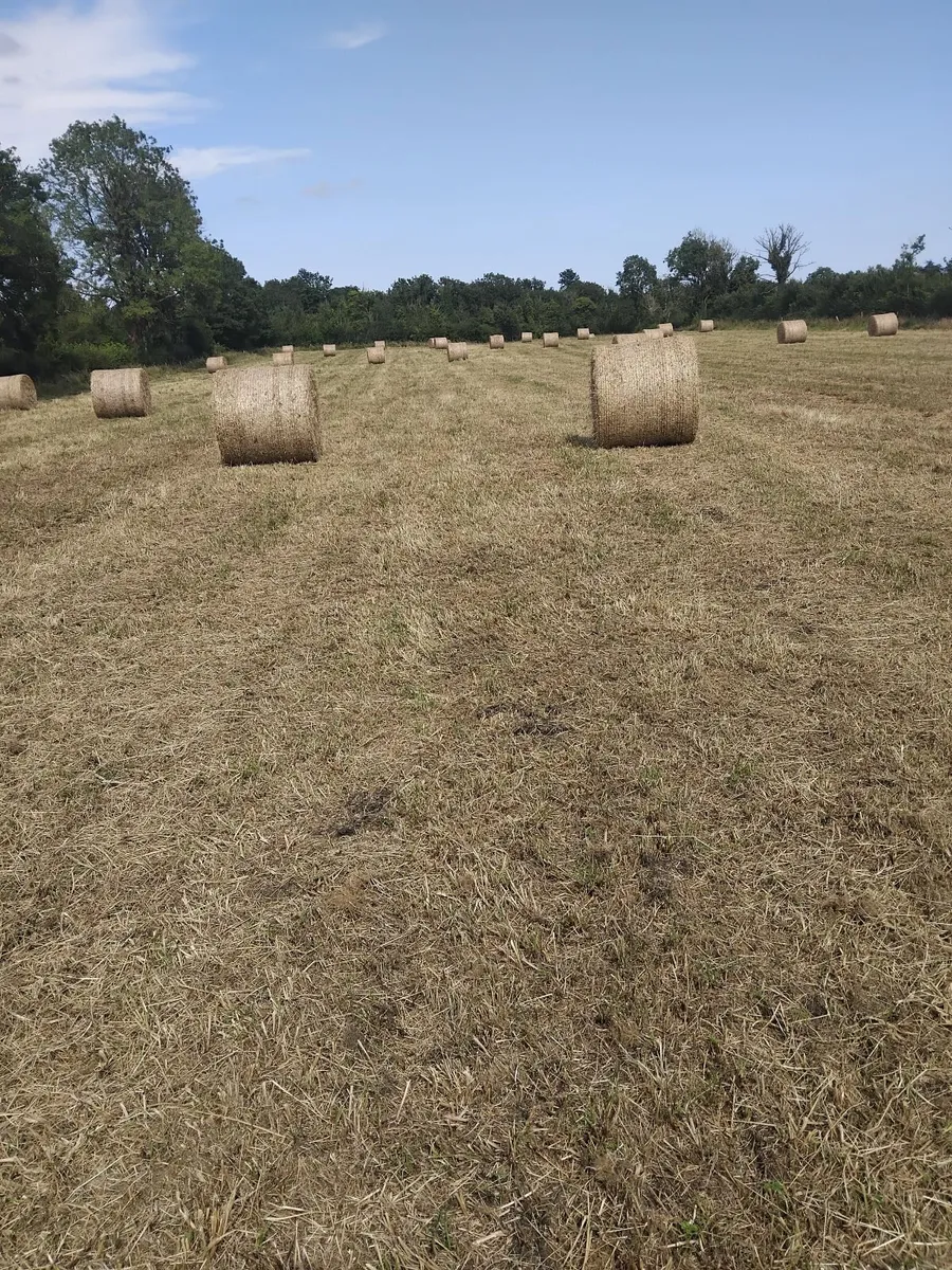 Round bales of hay - Image 1