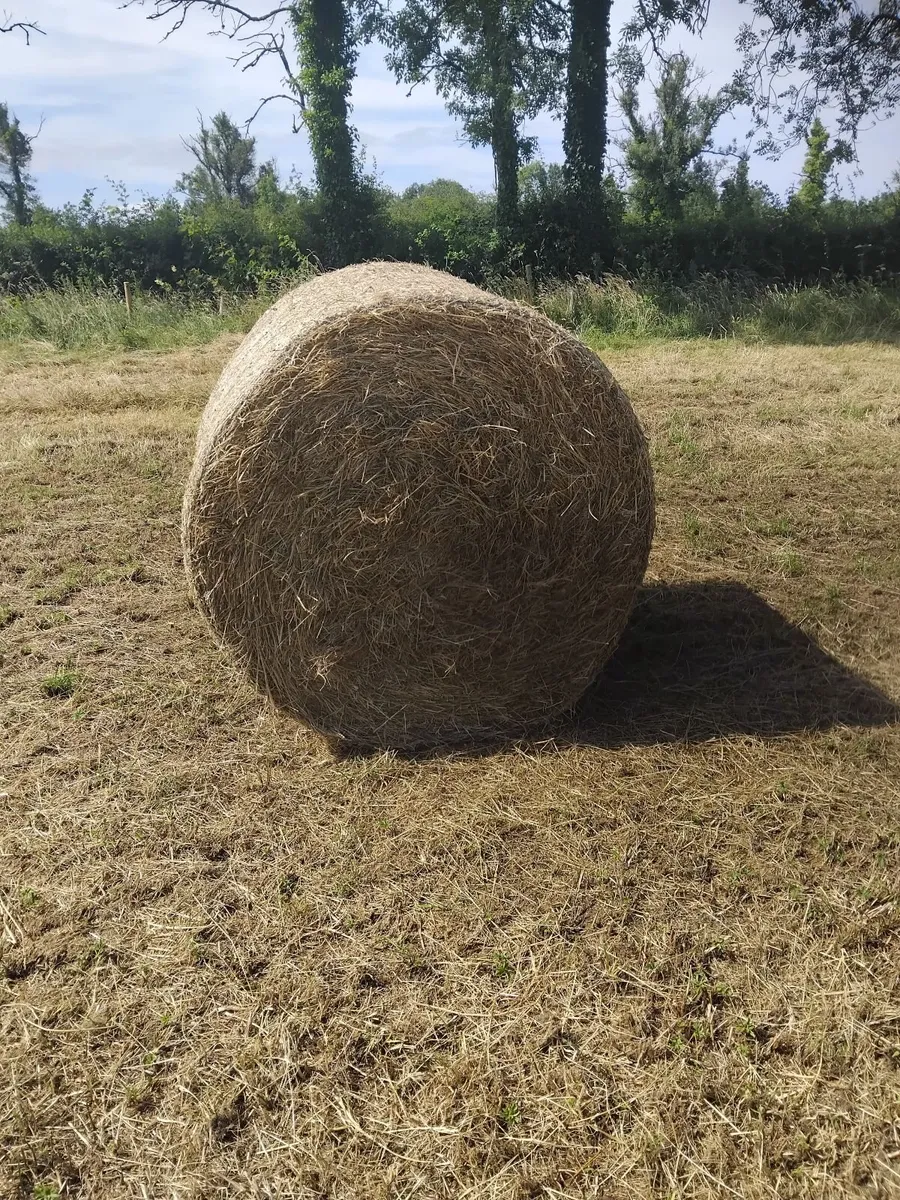 Round bales of hay - Image 2