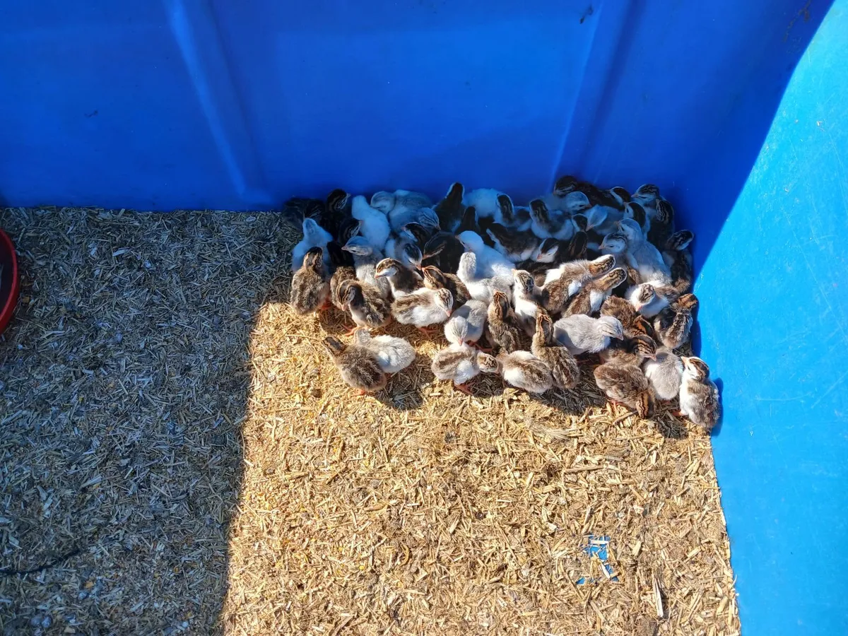 Guinea fowl chicks - Image 4