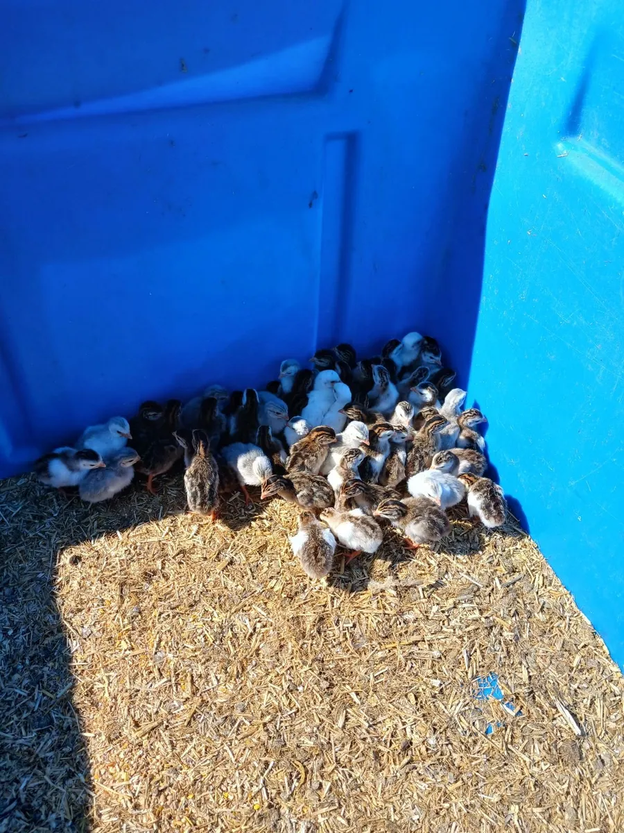 Guinea fowl chicks - Image 3